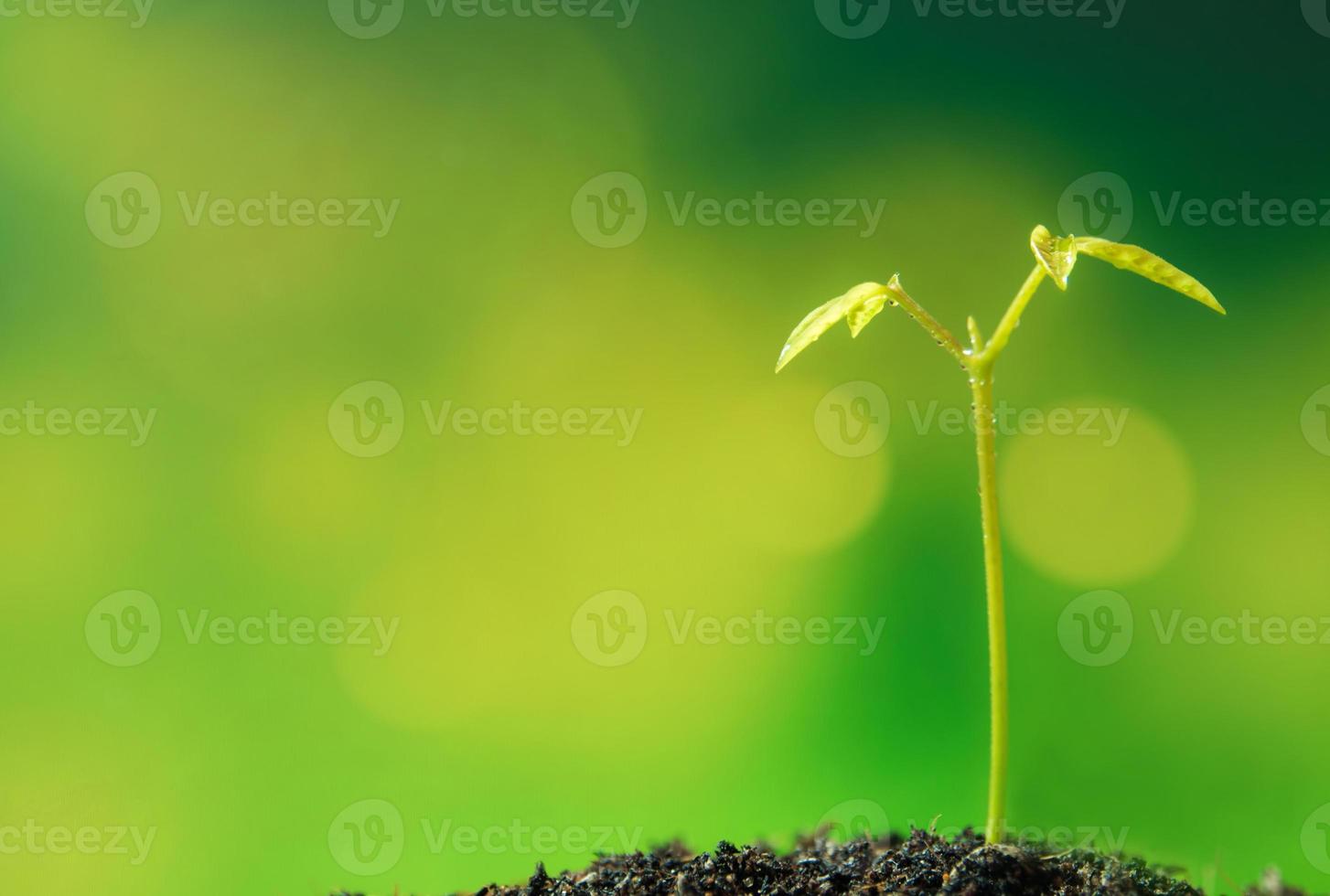 Bud leaves of young plant seeding in nature photo