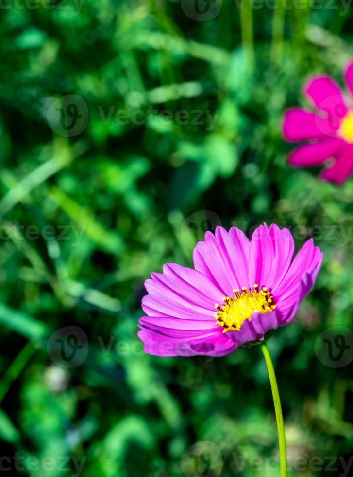 Pink color cosmos flowers in the flower field photo