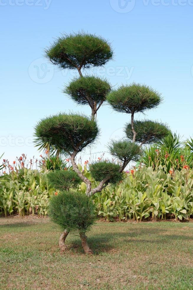 beautiful plant panorama as a background photo