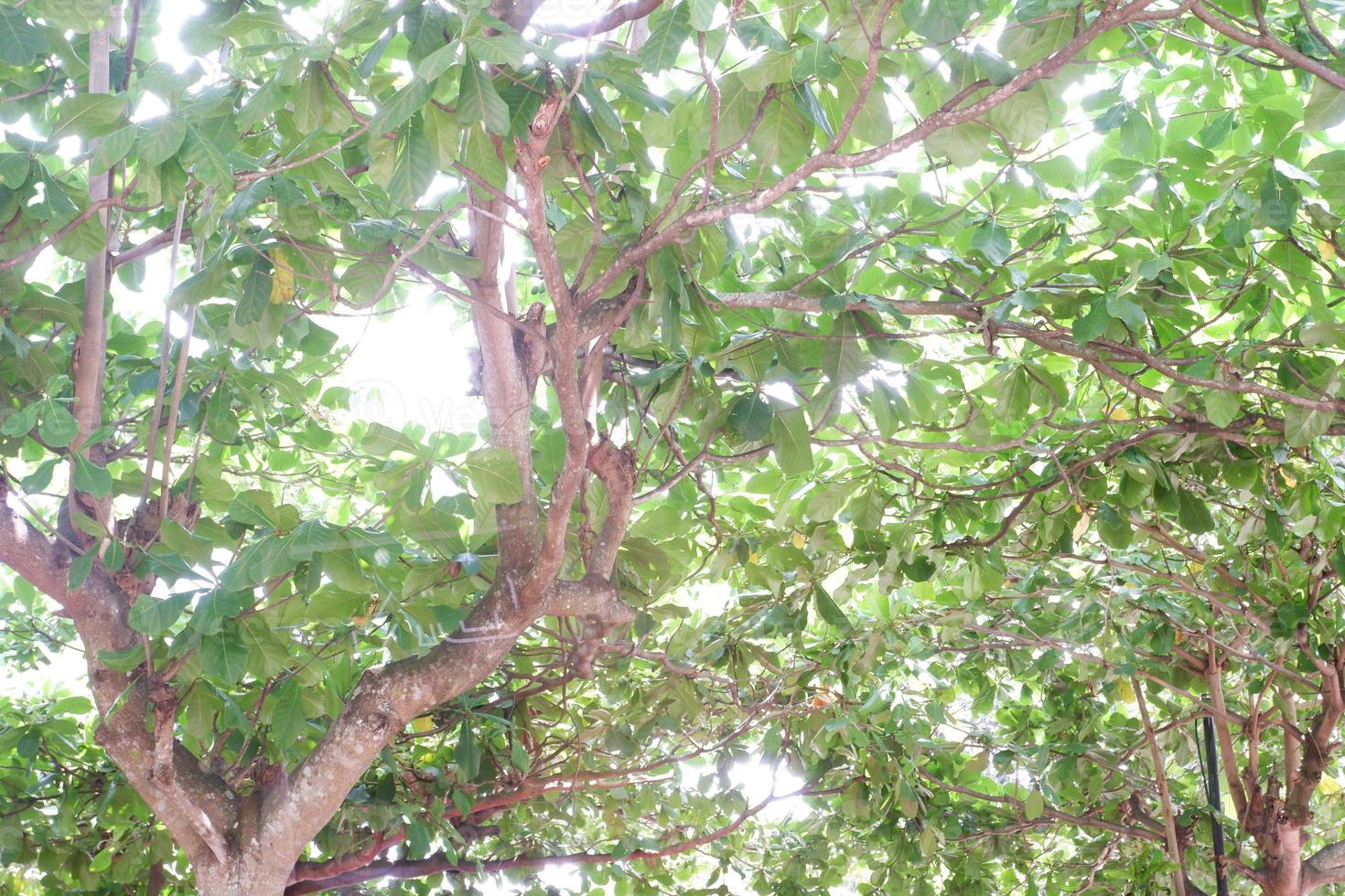 beautiful tree panorama as a background photo