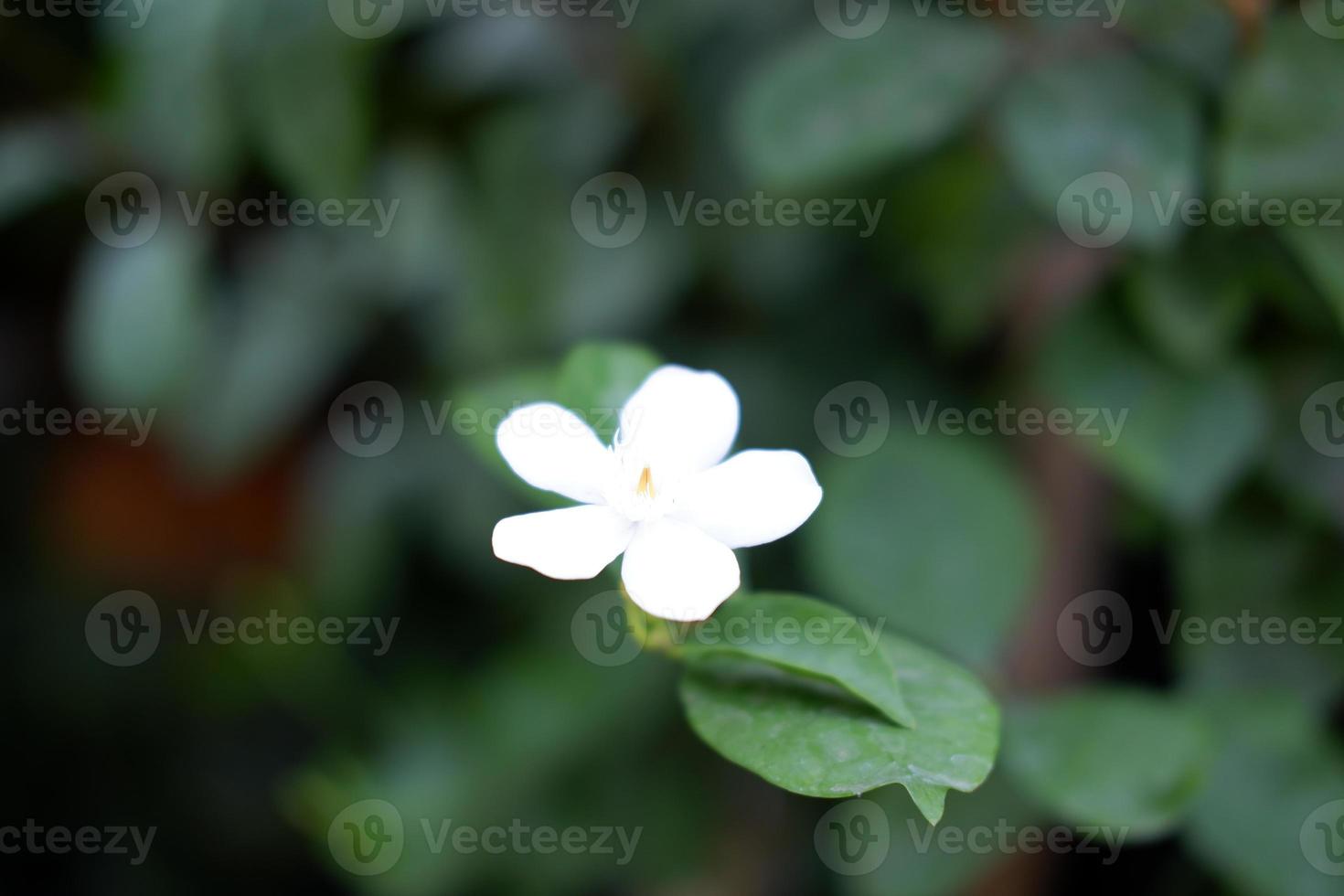 beautiful fresh flowers as a background photo