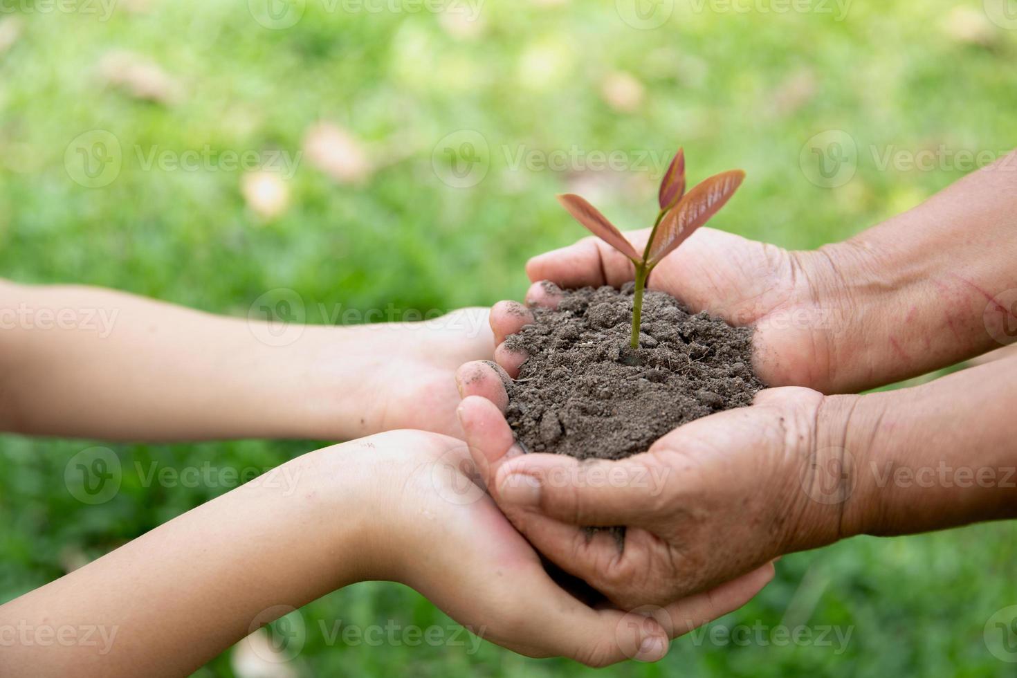 Environment Earth Day, Hands of elderly woman and Teenage girlholding a young plant against a green natural background in spring. Ecology concept photo
