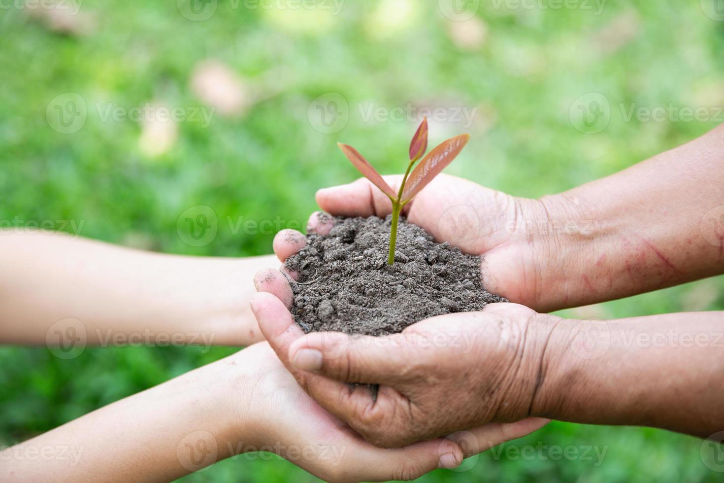 The hands of adults and children holding green seedlings, Environment Earth Day In the hands of trees growing seedlings, reduce global warming, concept of love the world. photo