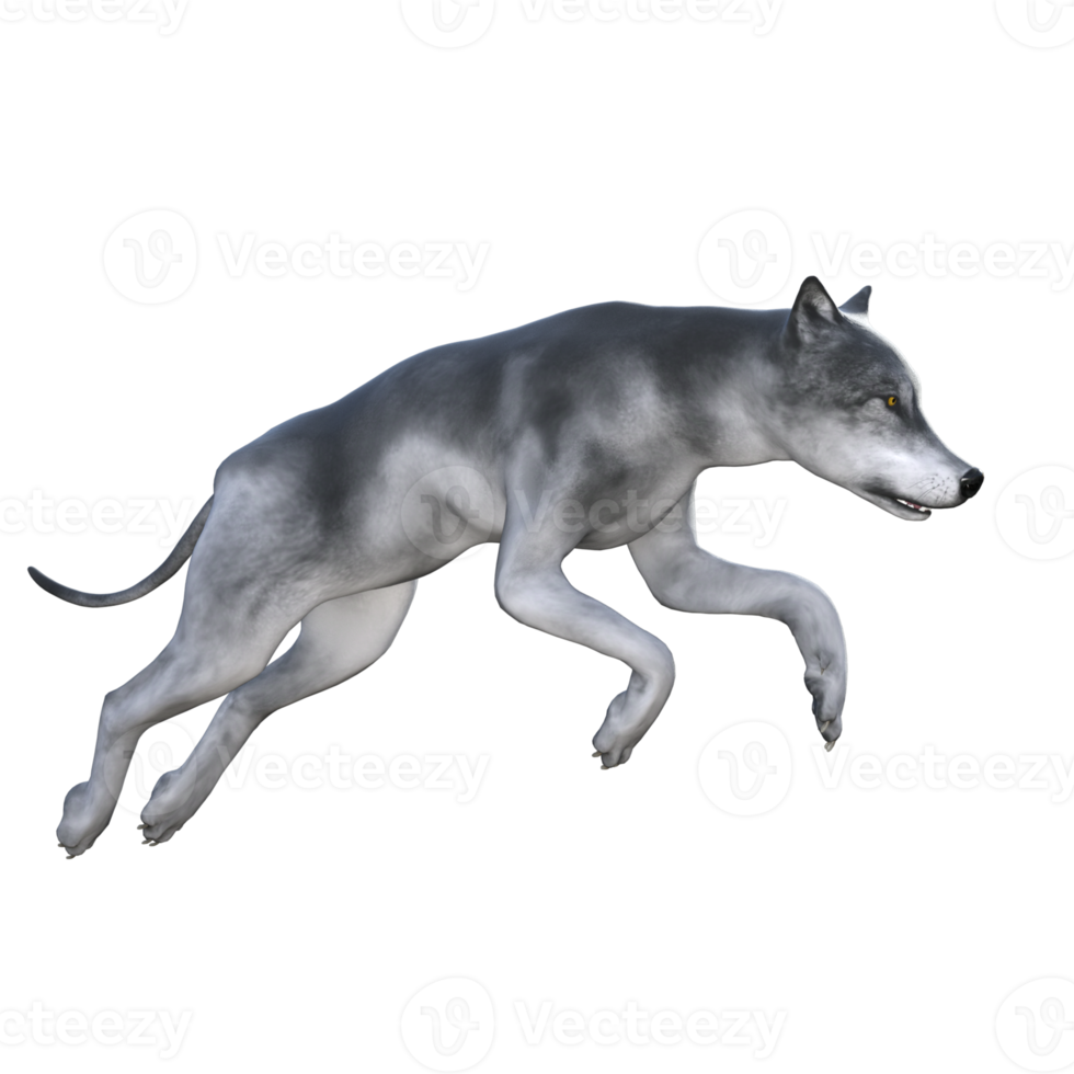 Wolf isoliert 3D-Rendering png