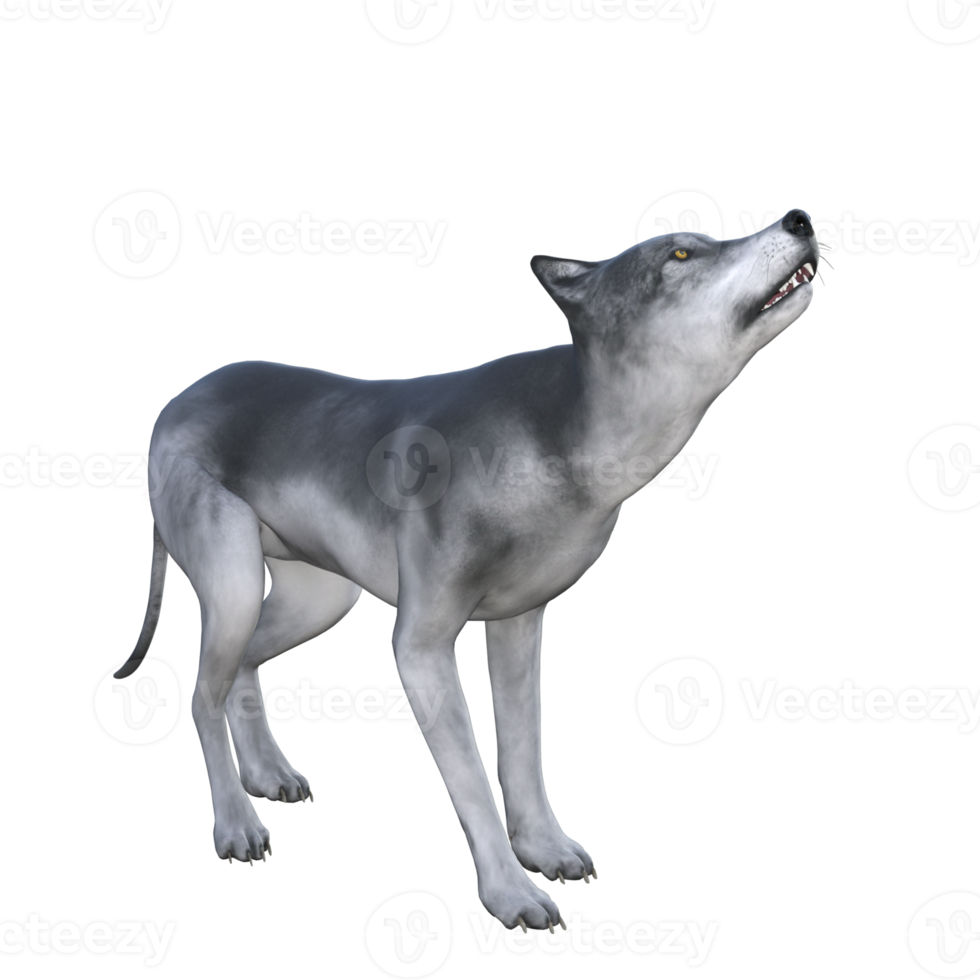 Wolf isoliert 3D-Rendering png