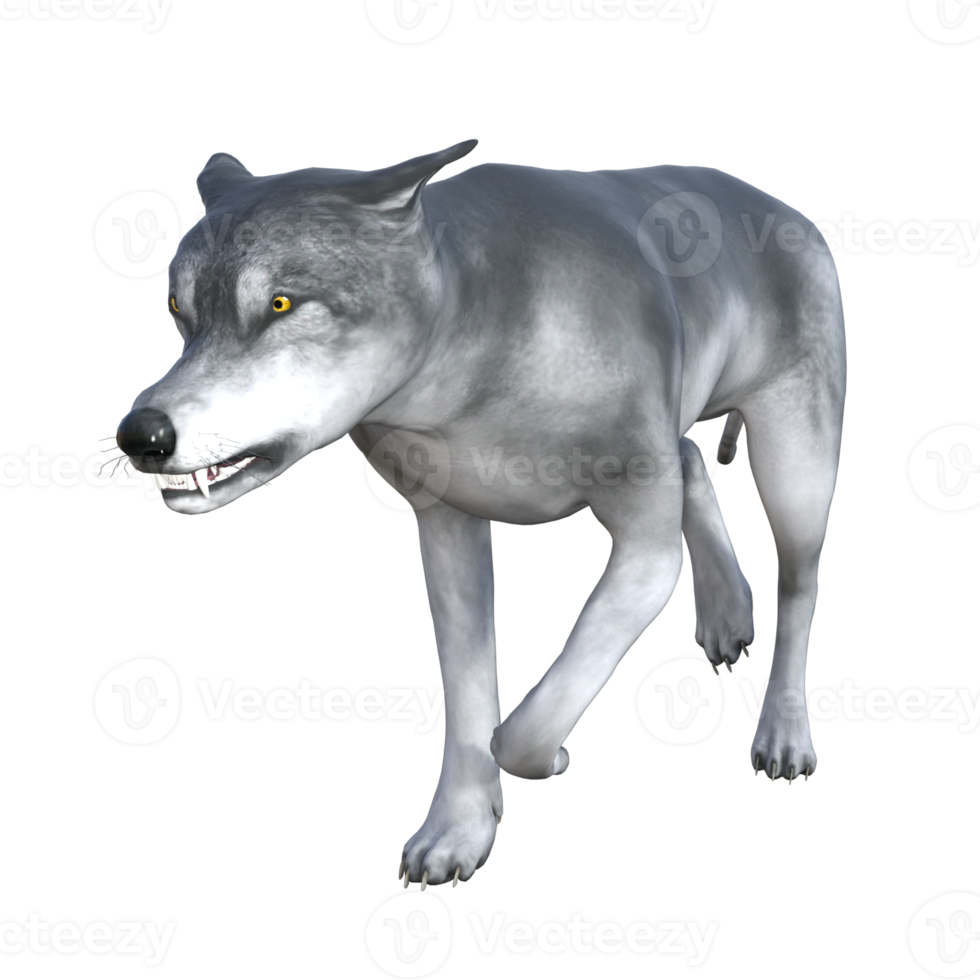 loup isolé rendu 3d png