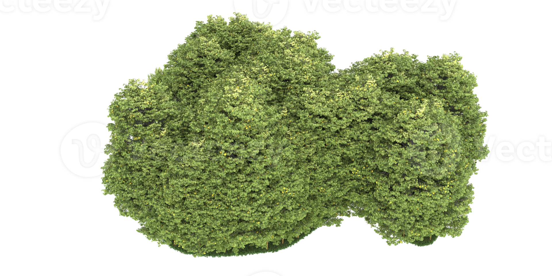 Realistic forest isolated on transparent background. 3d rendering - illustration png