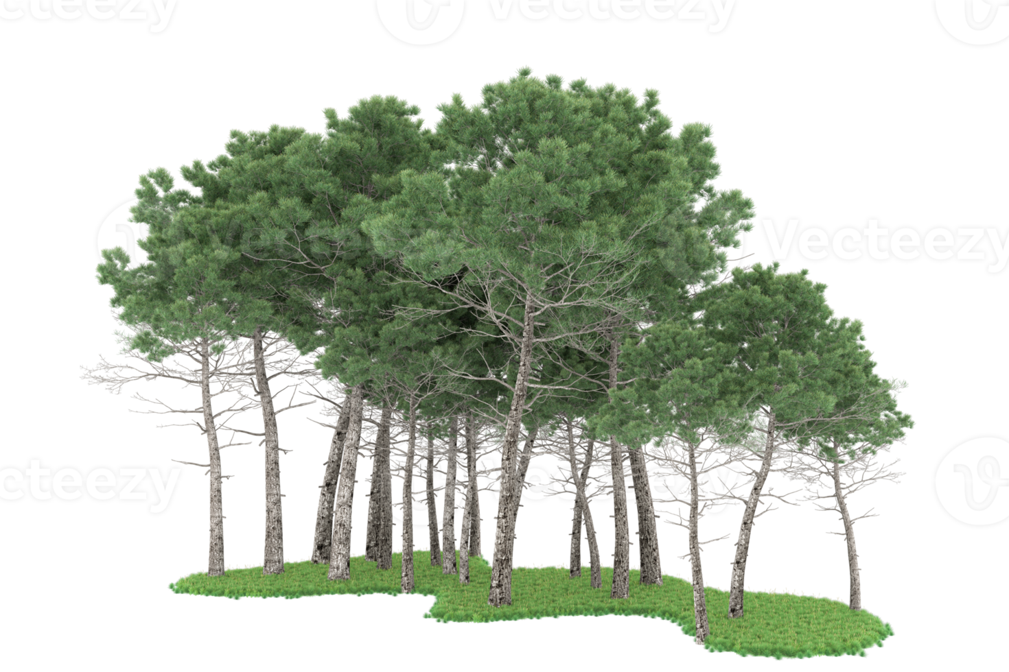 Realistic forest isolated on transparent background. 3d rendering - illustration png