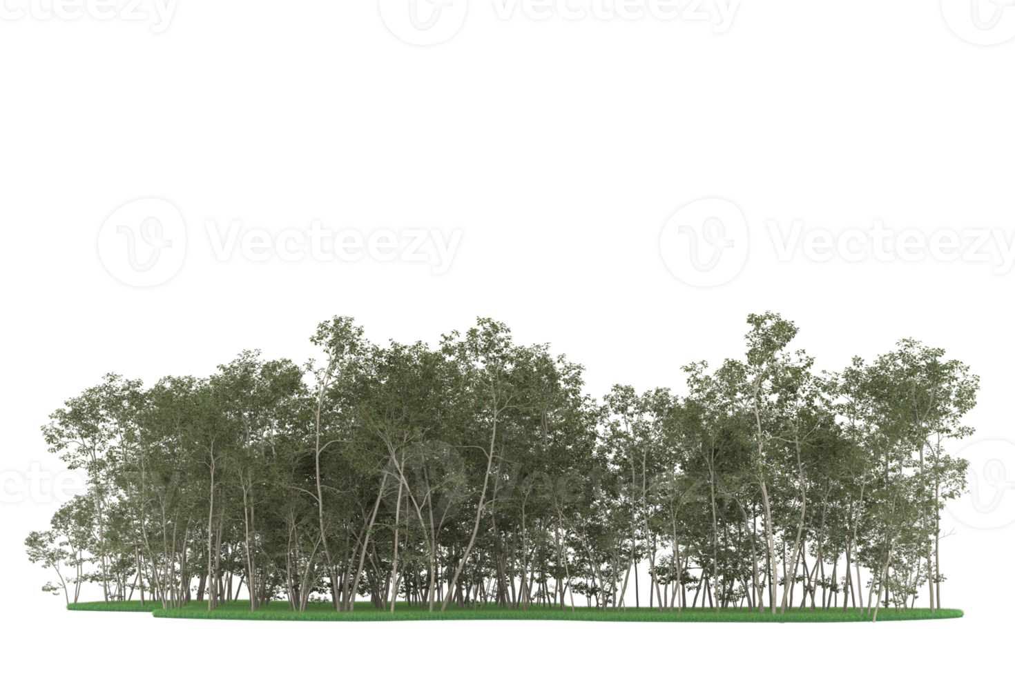 Realistic forest isolated on transparent background. 3d rendering - illustration png