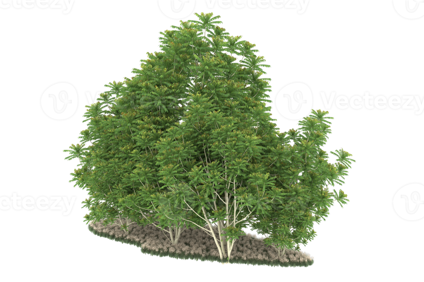 Realistic forest isolated on transparent background. 3d rendering - illustration png
