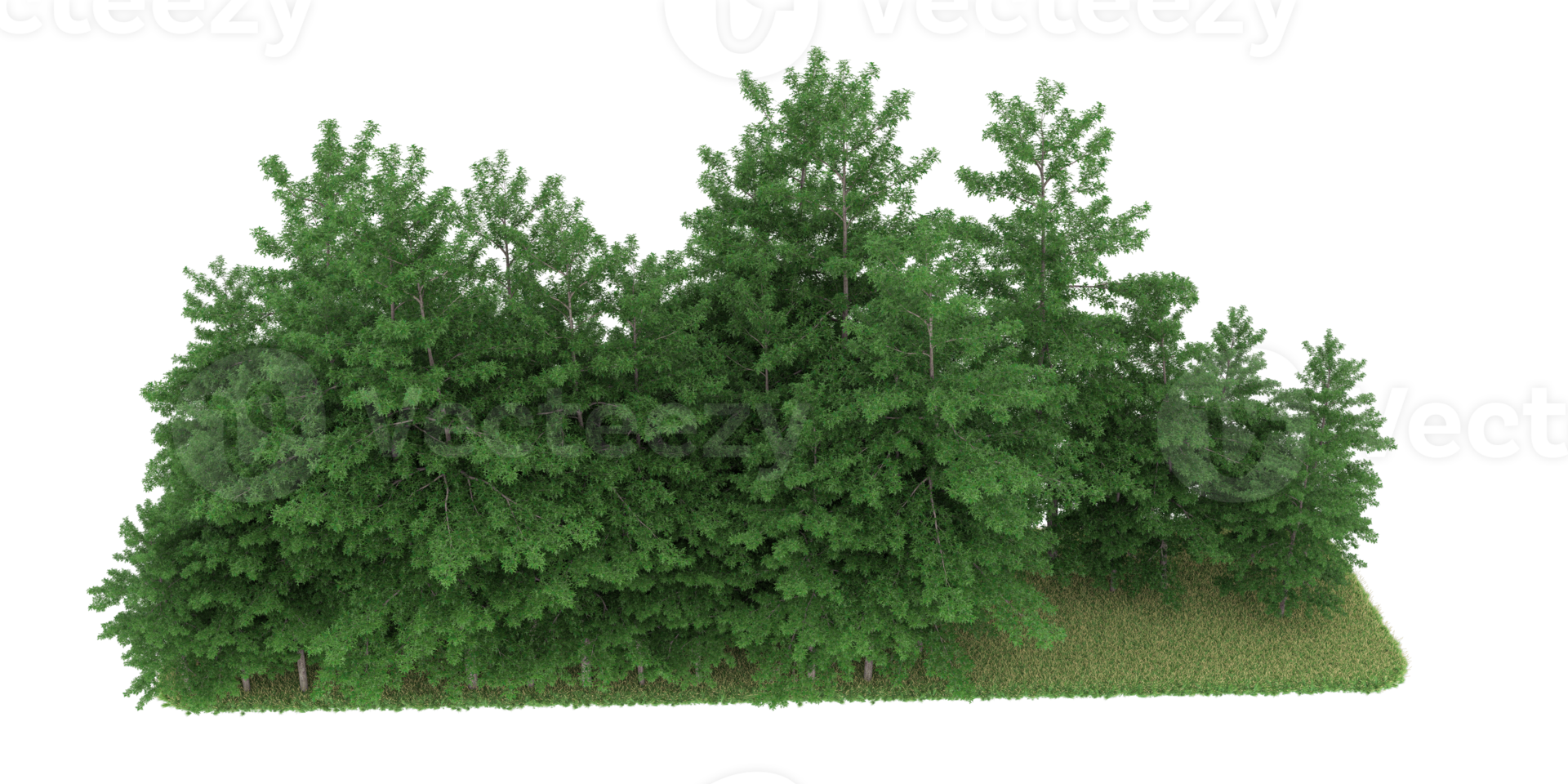 Realistic forest isolated on transparent background. 3d rendering - illustration png