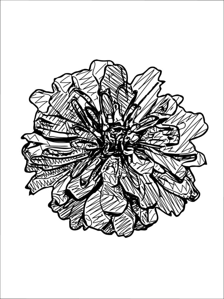 vector illustration of zinnia flower 19156308 Vector Art at Vecteezy