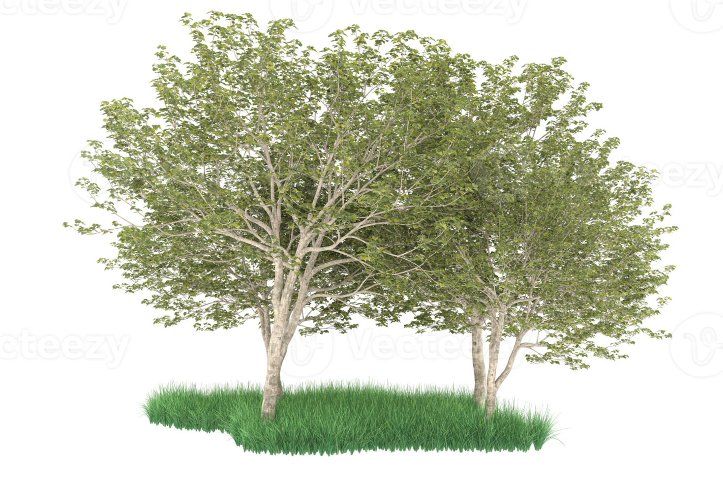 Realistic forest isolated on transparent background. 3d rendering - illustration png