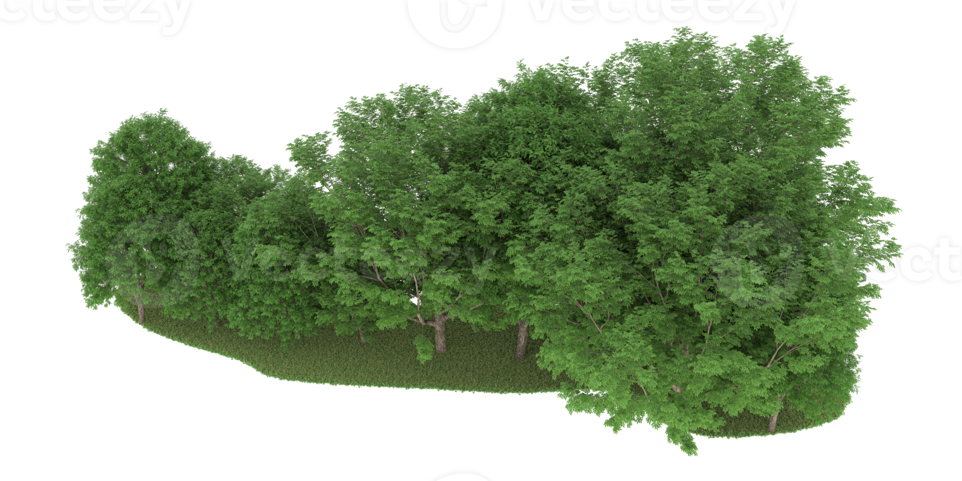 Realistic forest isolated on transparent background. 3d rendering - illustration png