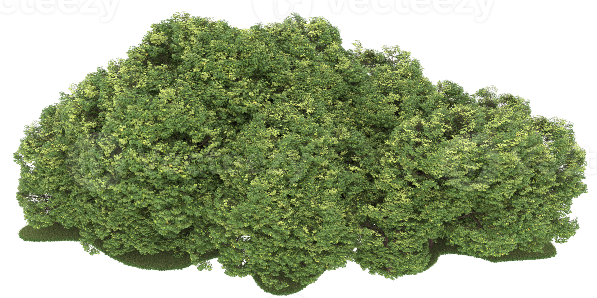 Realistic forest isolated on transparent background. 3d rendering - illustration png