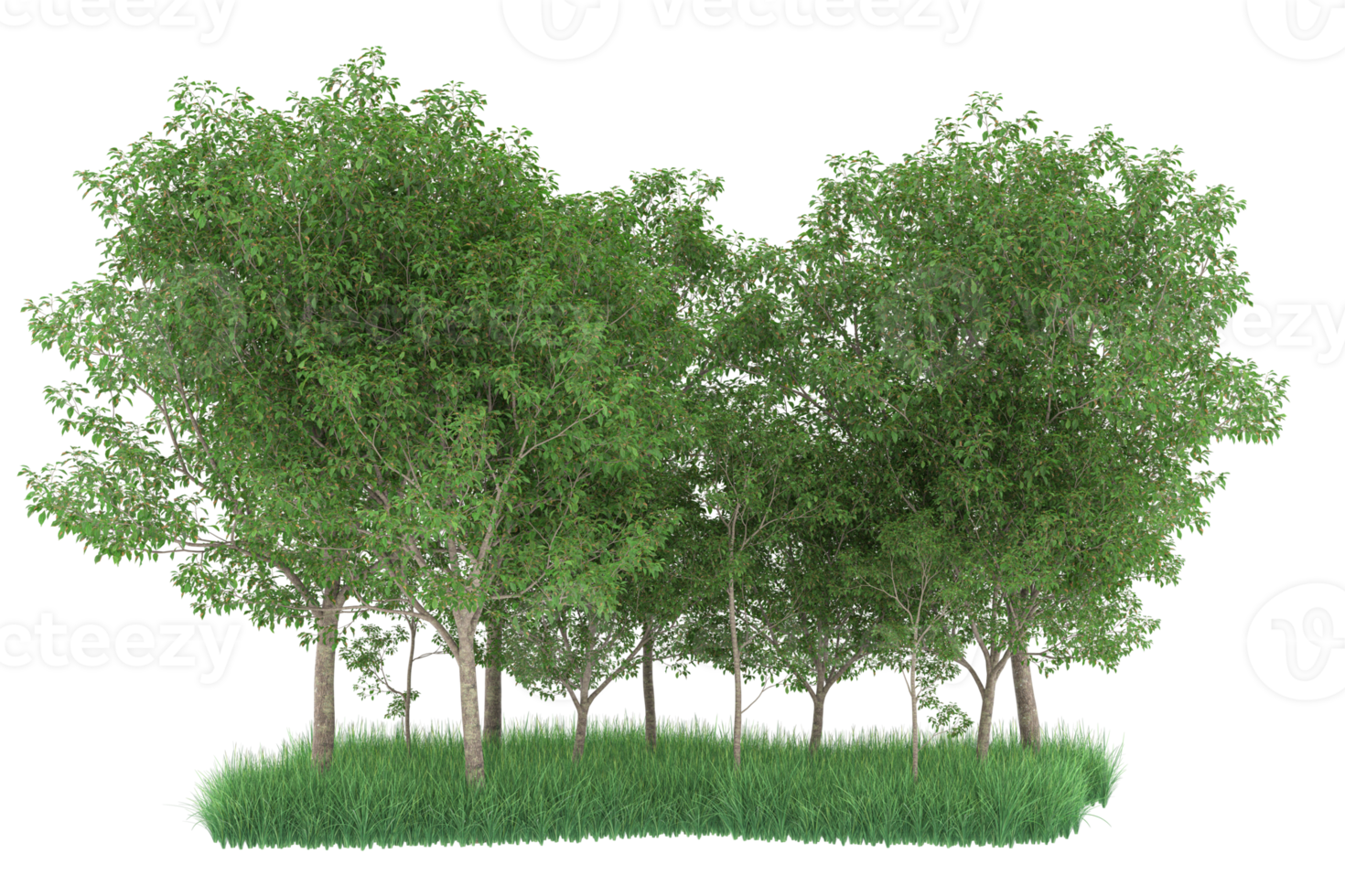 Realistic forest isolated on transparent background. 3d rendering - illustration png