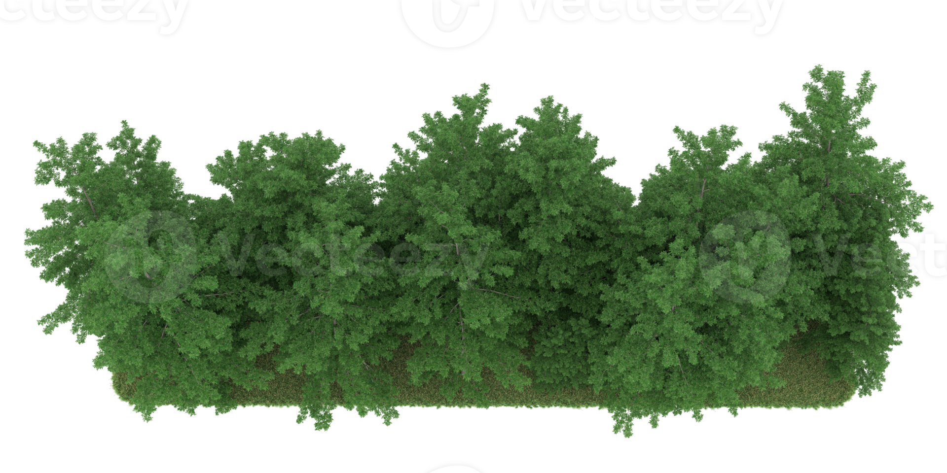 Realistic forest isolated on transparent background. 3d rendering - illustration png