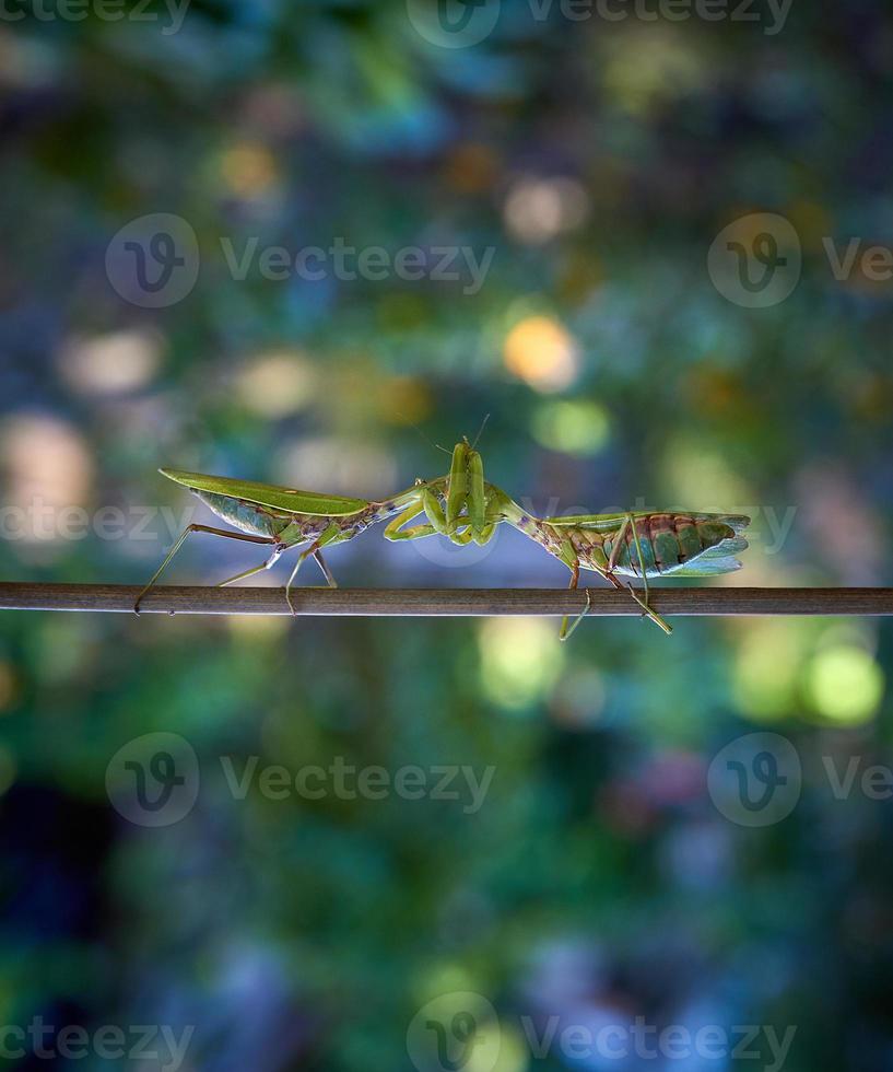 green large praying mantis crawling along the branch photo