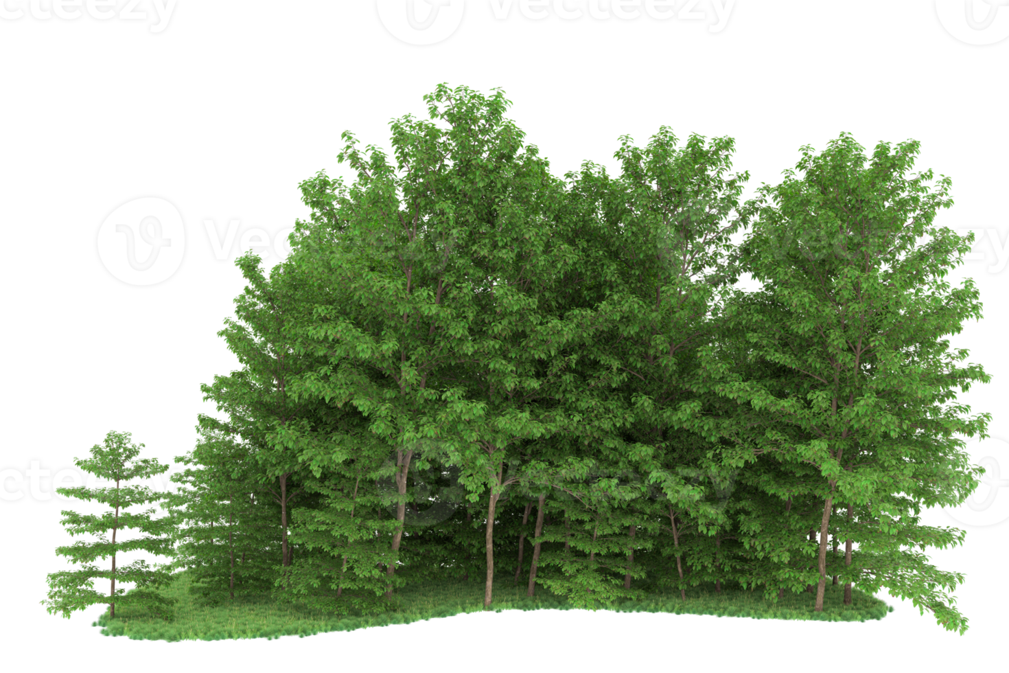 Realistic forest isolated on transparent background. 3d rendering - illustration png