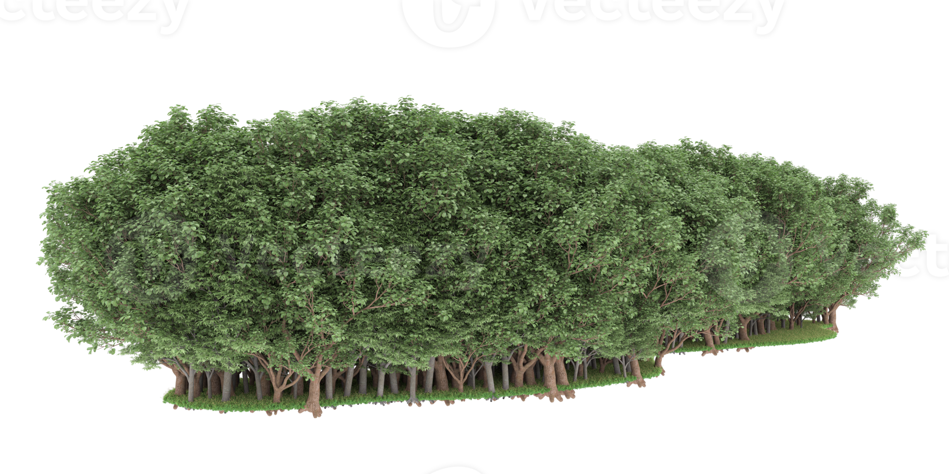 Realistic forest isolated on transparent background. 3d rendering - illustration png