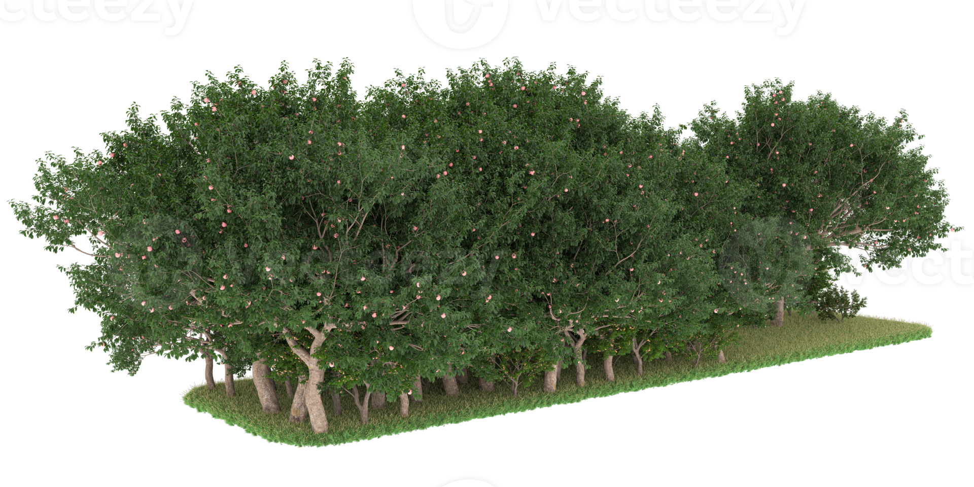 Realistic forest isolated on transparent background. 3d rendering - illustration png