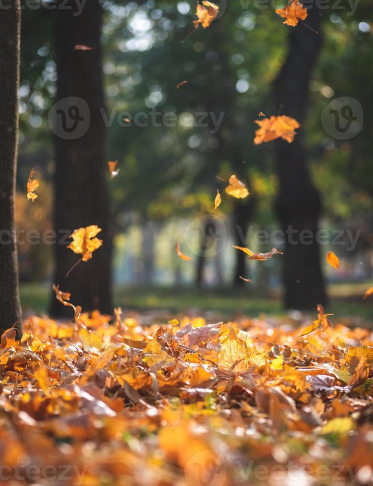 view of the autumn city park with trees and dry yellow leaves photo