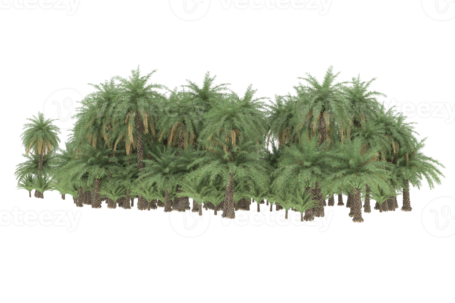 Palm trees isolated on transparent background. 3d rendering - illustration png