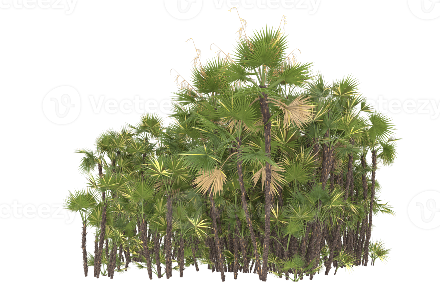 Palm trees isolated on transparent background. 3d rendering - illustration png