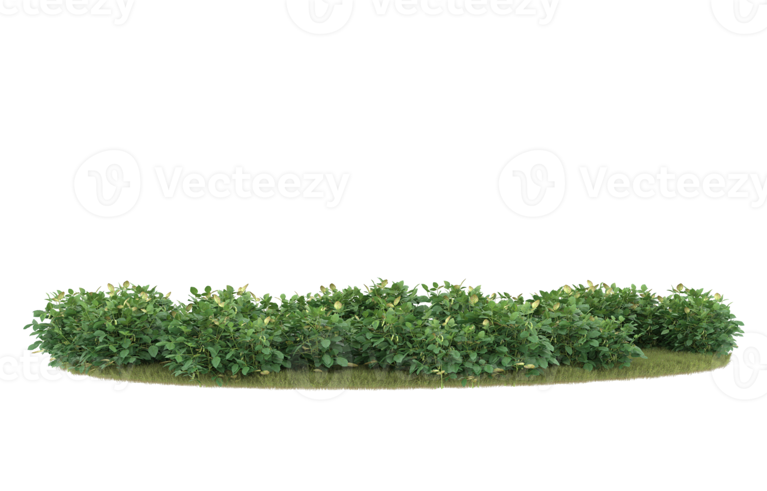 Realistic foliage isolated on transparent background. 3d rendering - illustration png