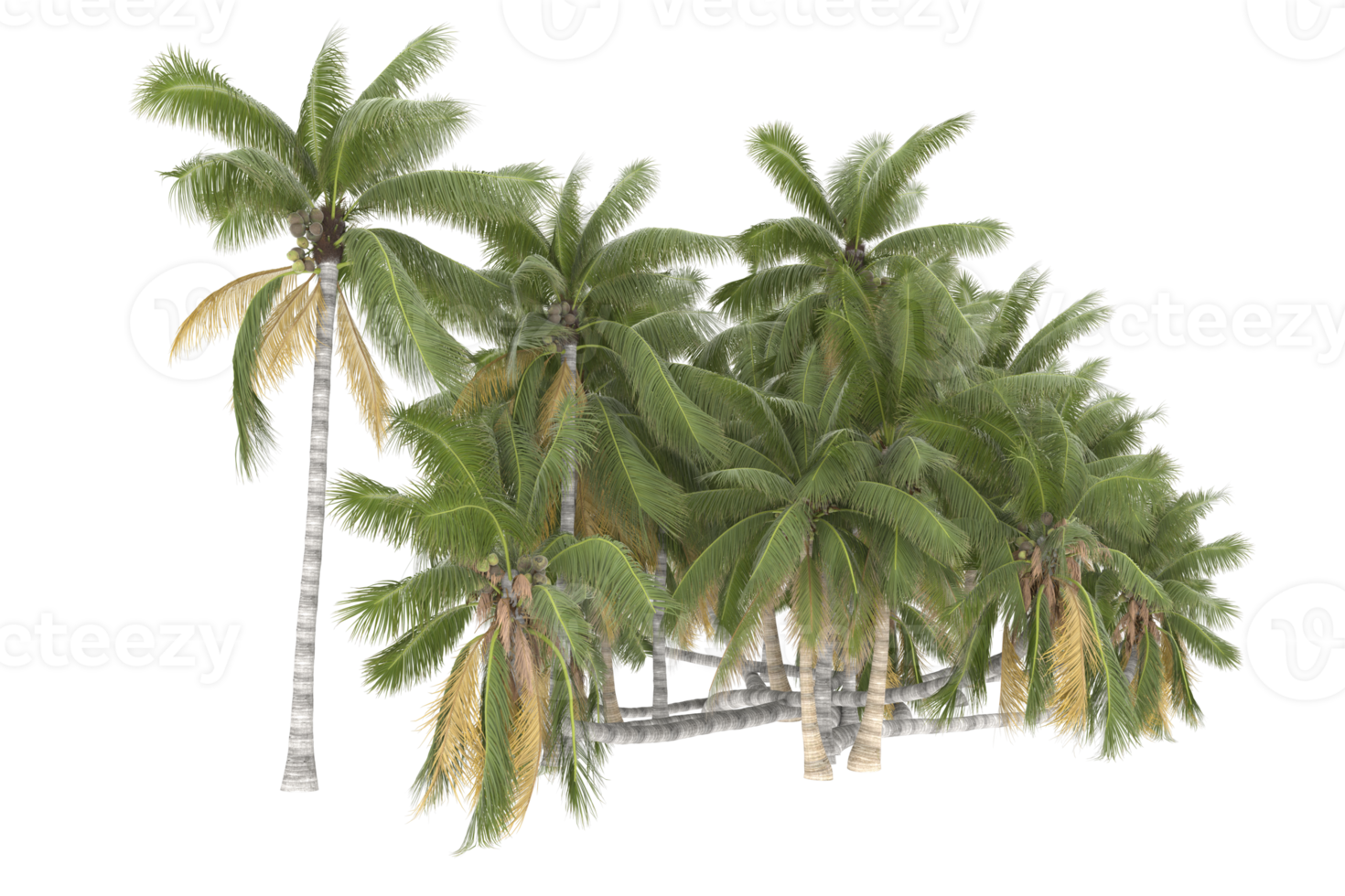 Palm trees isolated on transparent background. 3d rendering - illustration png