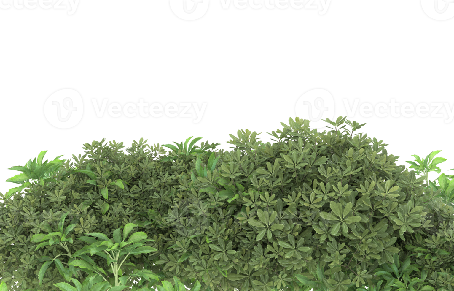Realistic foliage isolated on transparent background. 3d rendering - illustration png