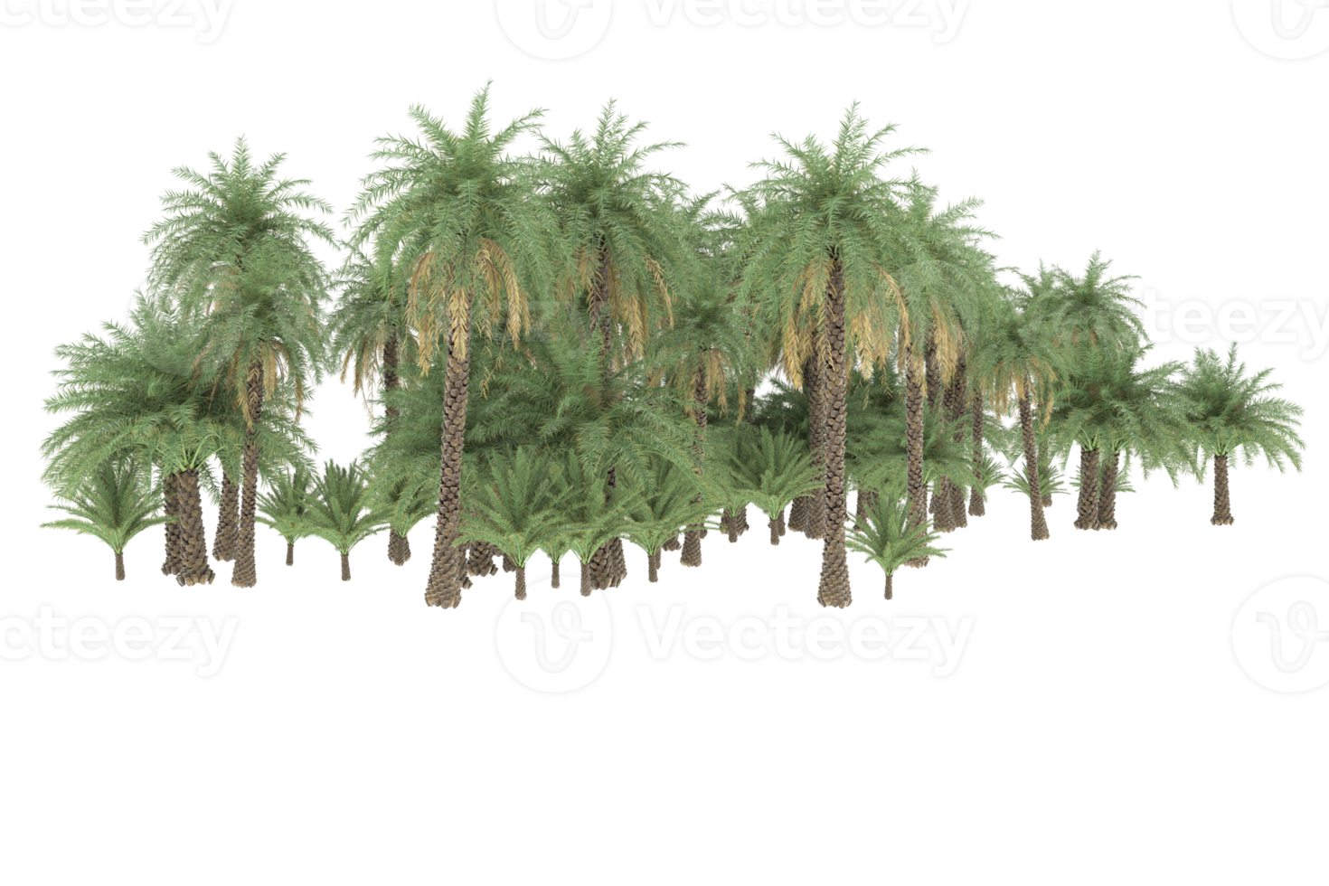 Palm trees isolated on transparent background. 3d rendering - illustration png