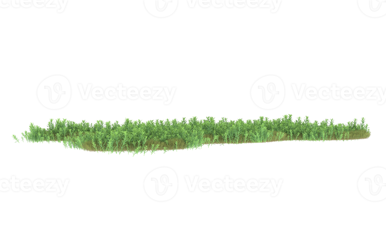 realistisk lövverk isolerat på transparent bakgrund. 3d tolkning - illustration png