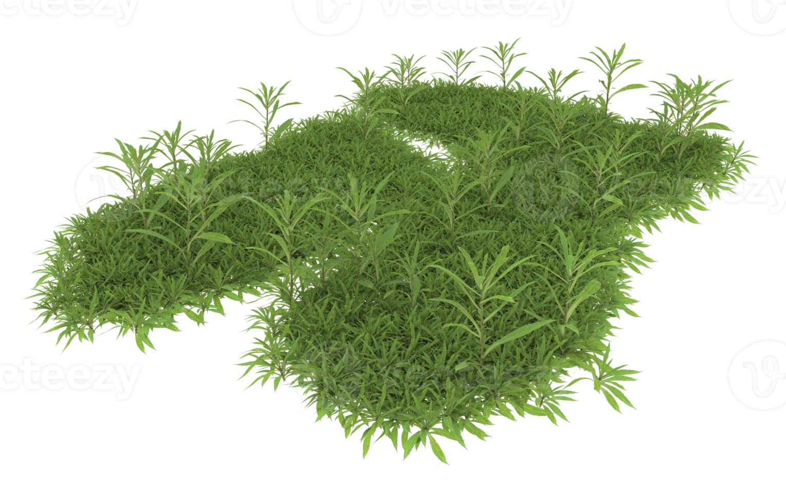 Realistic foliage isolated on transparent background. 3d rendering - illustration png