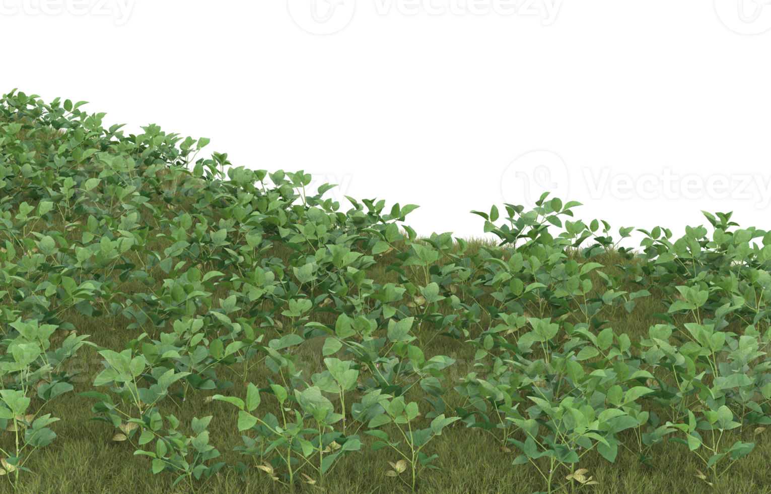 Realistic foliage isolated on transparent background. 3d rendering - illustration png