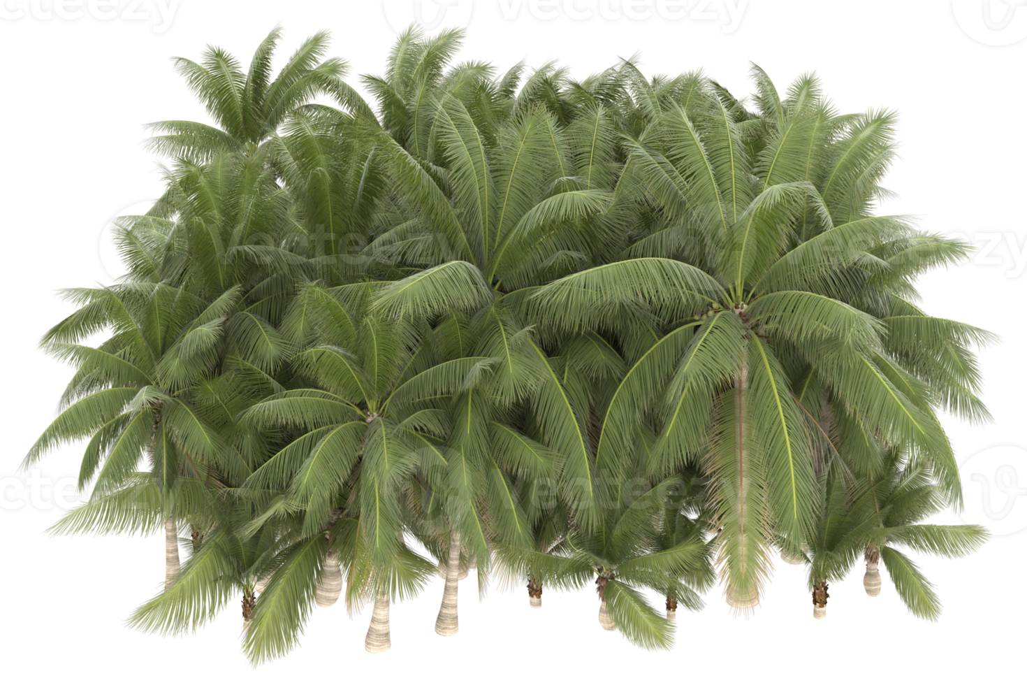 Palm trees isolated on transparent background. 3d rendering - illustration png
