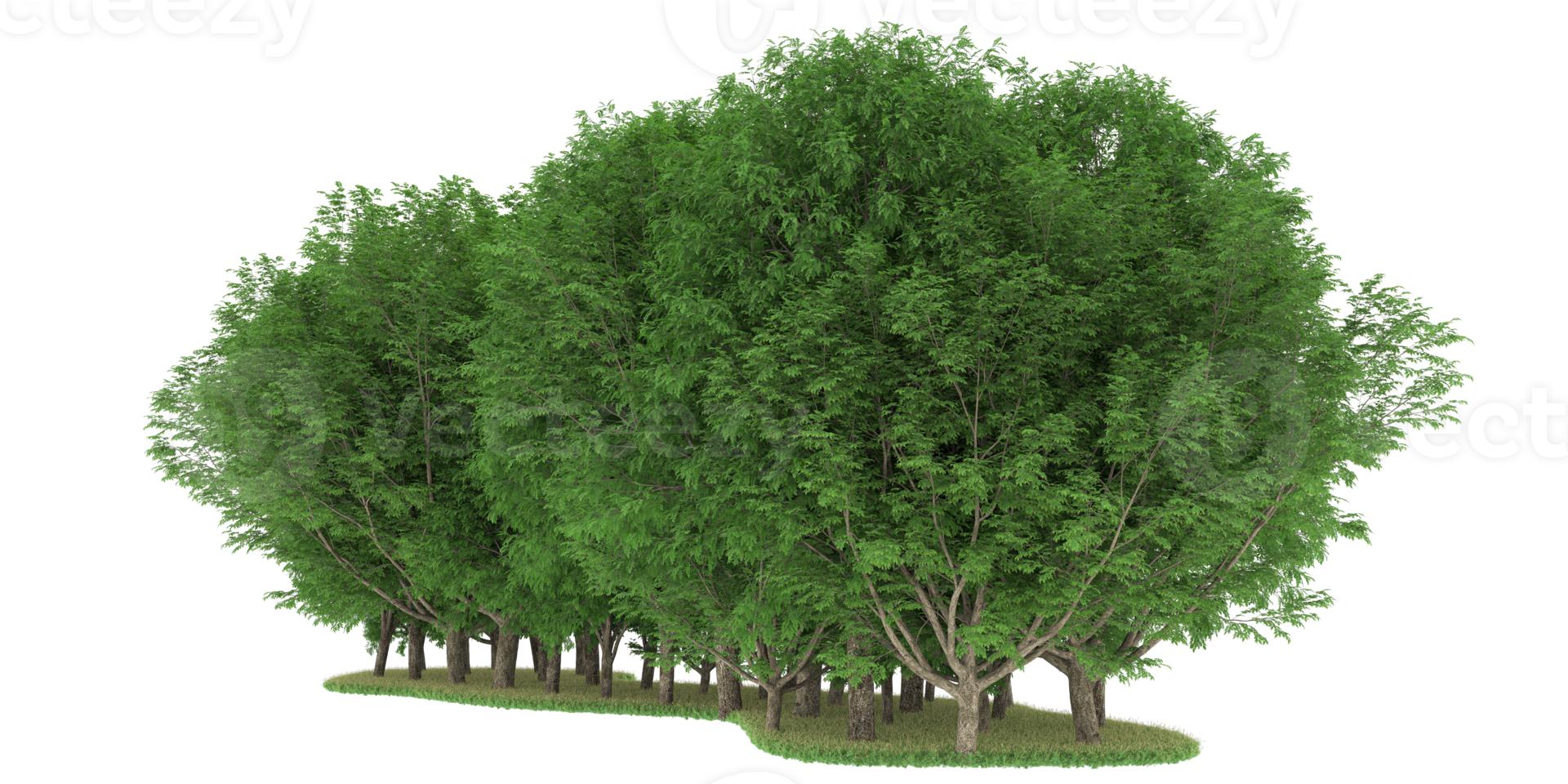 Realistic forest isolated on transparent background. 3d rendering - illustration png