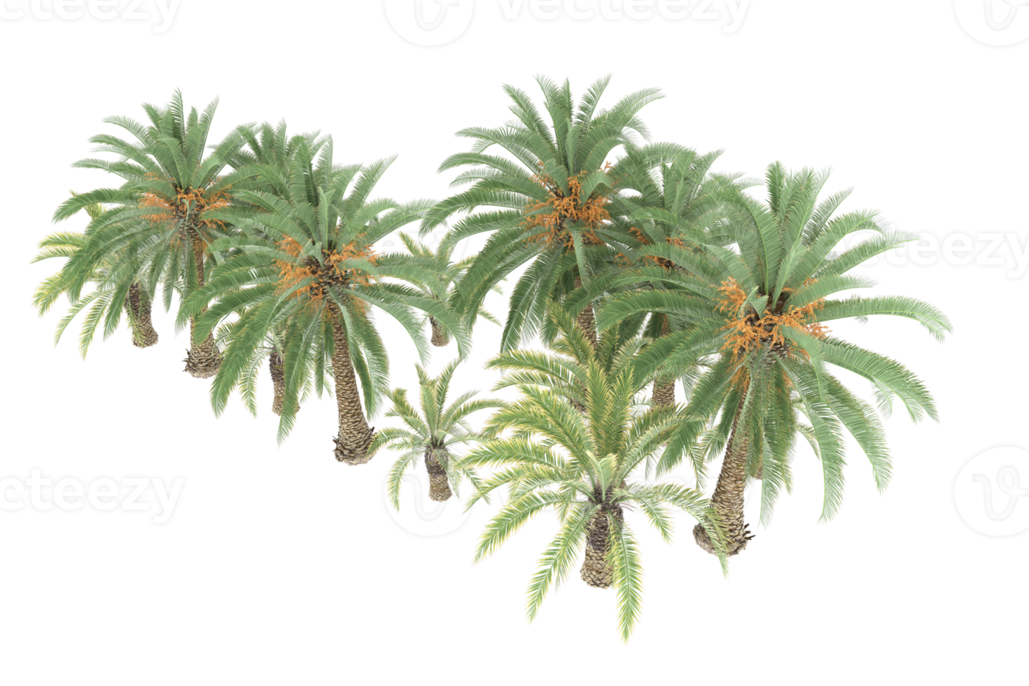 Palm trees isolated on transparent background. 3d rendering - illustration png