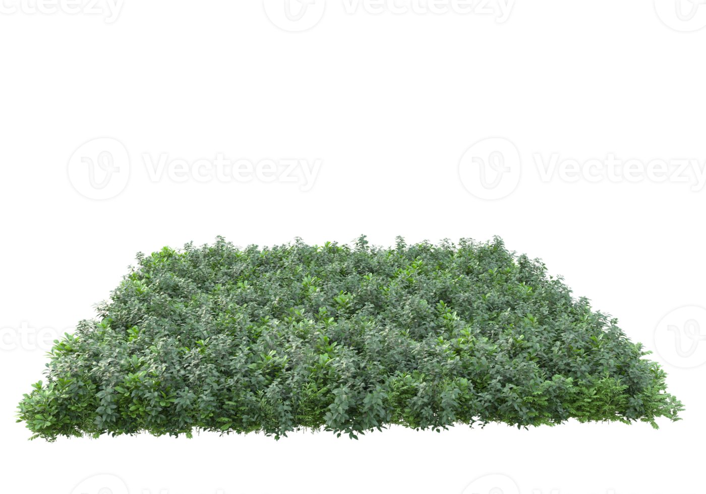 Realistic foliage isolated on transparent background. 3d rendering - illustration png