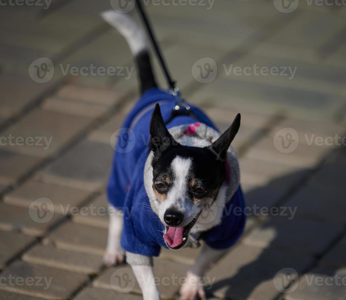 perro con correa caminando por la calle foto