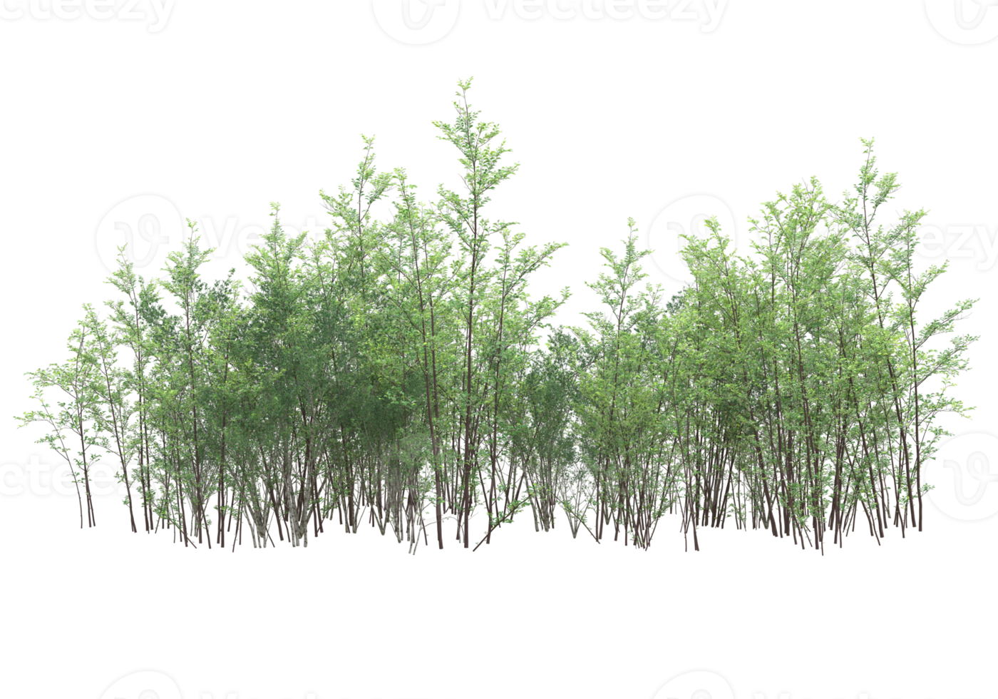 Realistic foliage isolated on transparent background. 3d rendering - illustration png