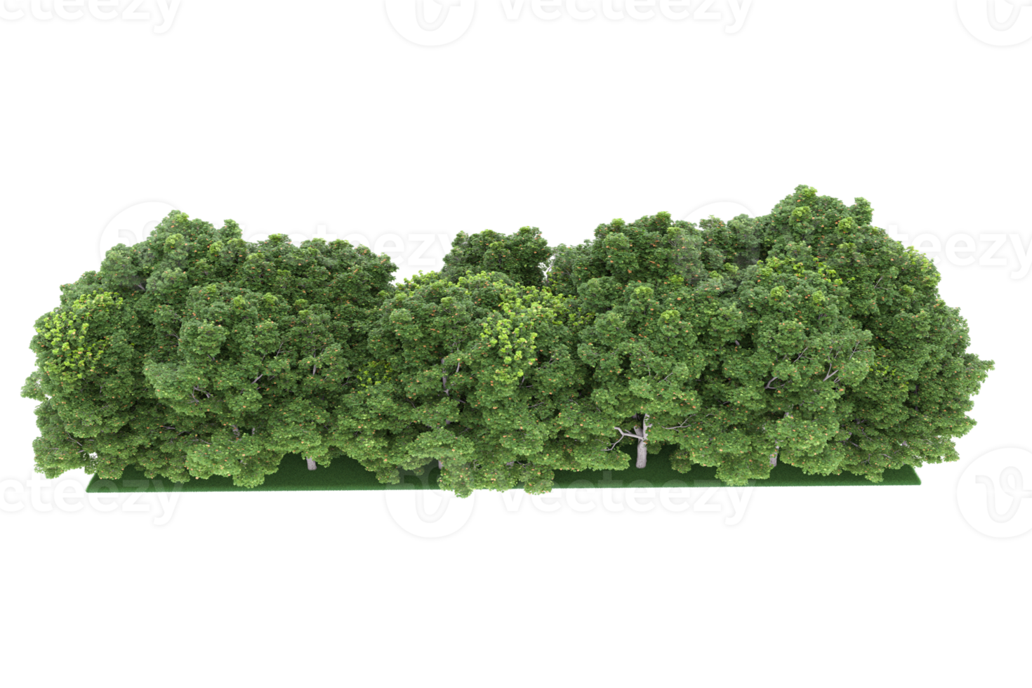 Realistic forest isolated on transparent background. 3d rendering - illustration png