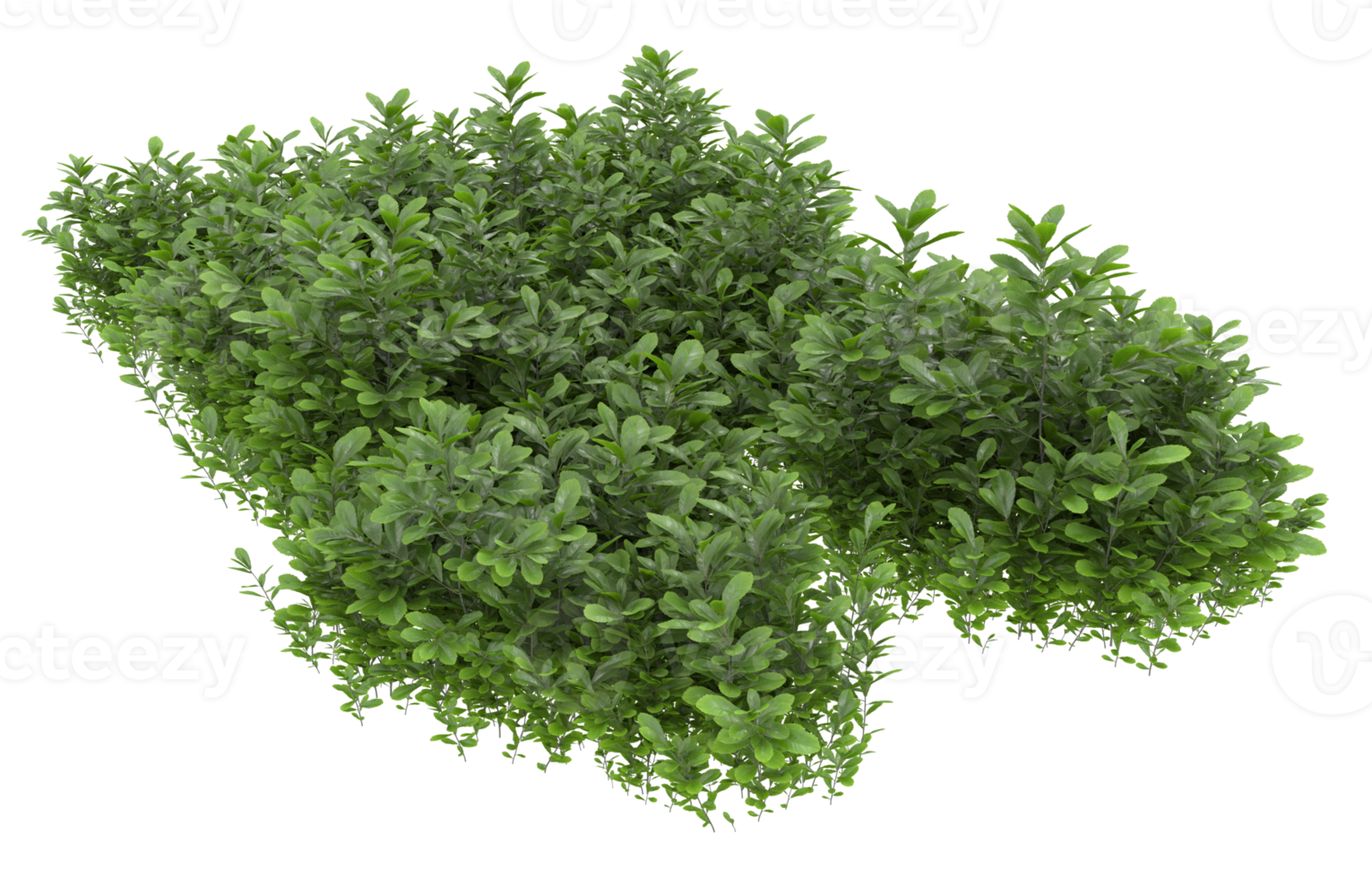 Realistic foliage isolated on transparent background. 3d rendering - illustration png
