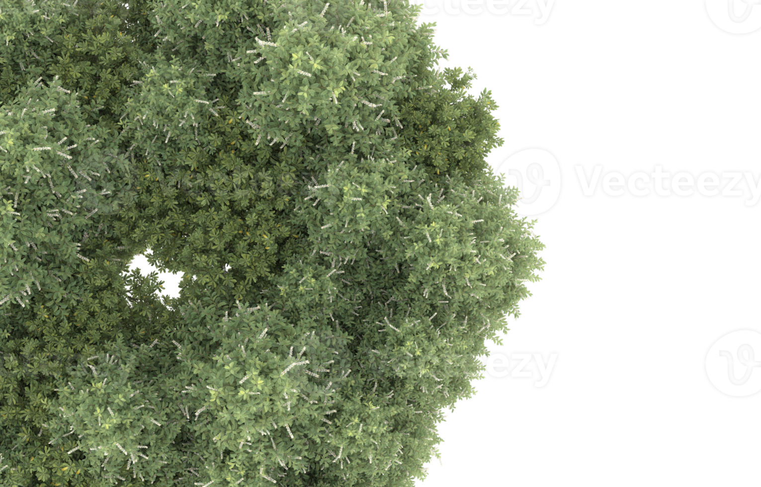 Realistic foliage isolated on transparent background. 3d rendering - illustration png