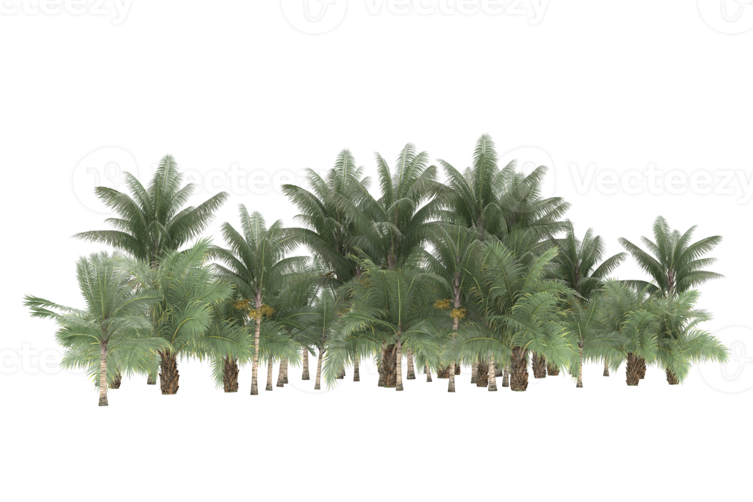 Palm trees isolated on transparent background. 3d rendering - illustration png