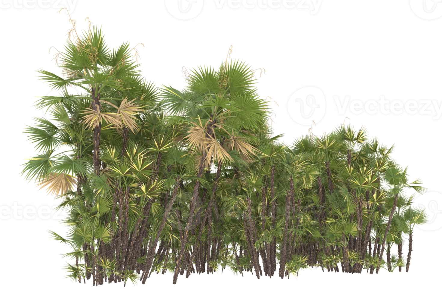 Palm trees isolated on transparent background. 3d rendering - illustration png