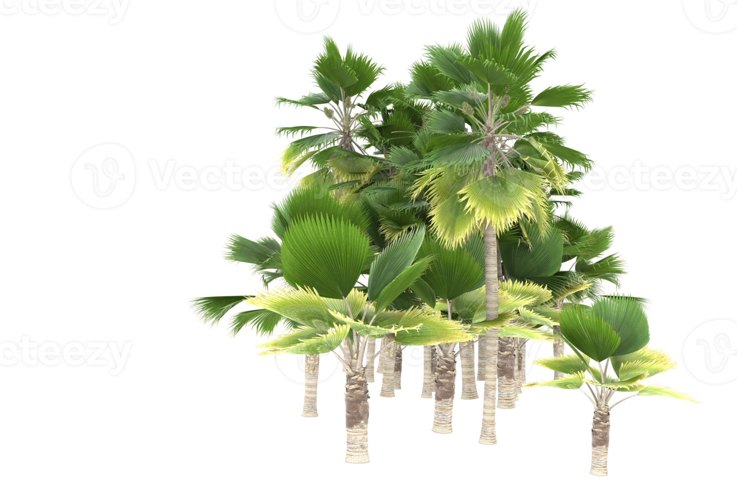 Palm trees isolated on transparent background. 3d rendering - illustration png