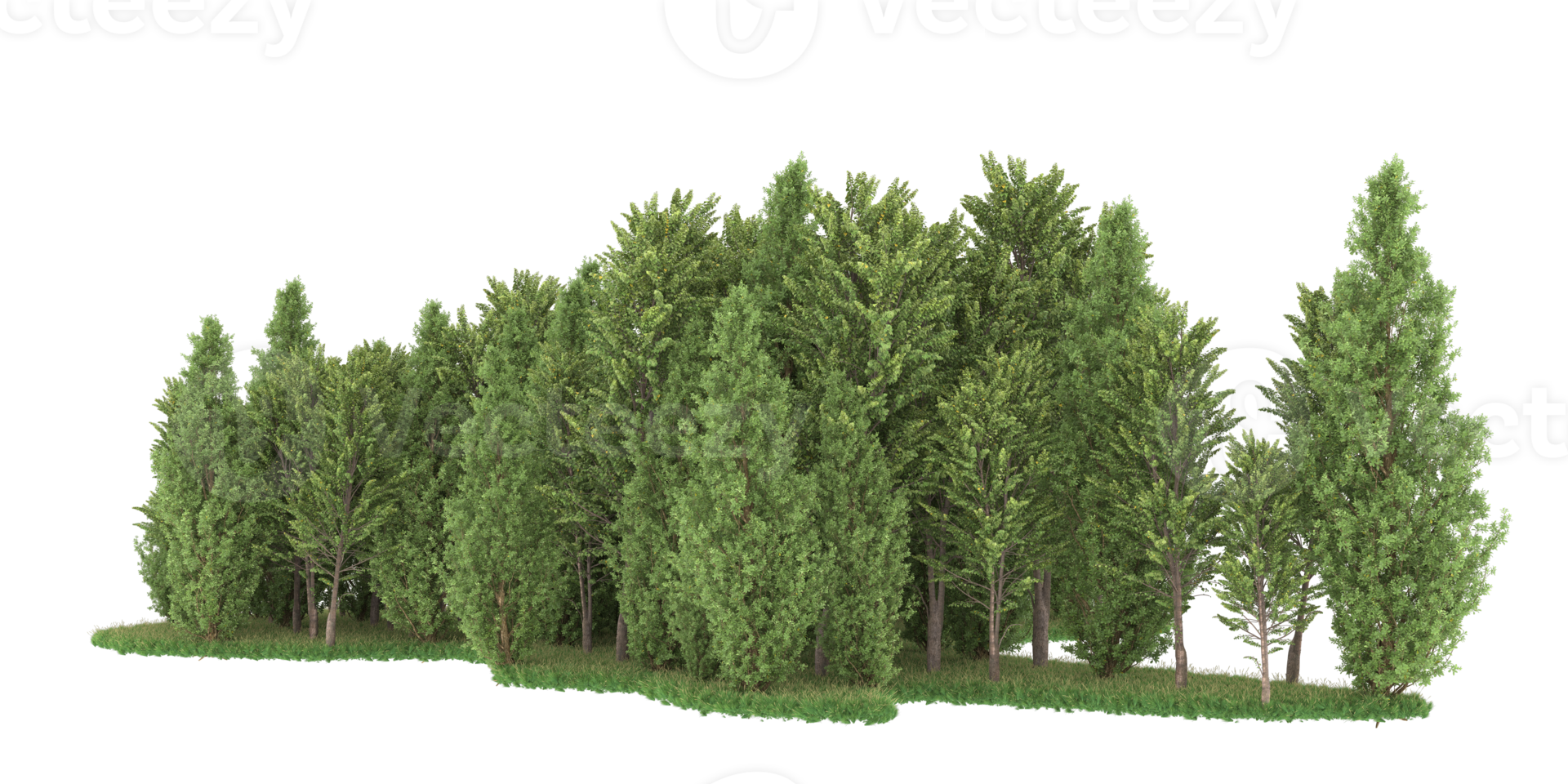Realistic forest isolated on transparent background. 3d rendering - illustration png