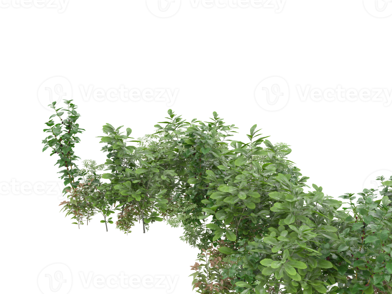 Realistic foliage isolated on transparent background. 3d rendering - illustration png