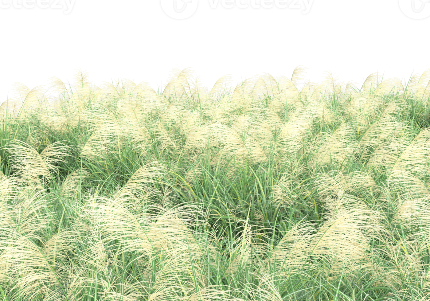 Realistic foliage isolated on transparent background. 3d rendering - illustration png